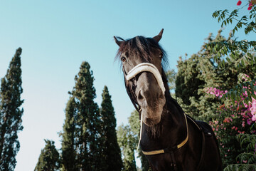 Close up of a beautiful purebred black horse on a garden in a sunny summer day
