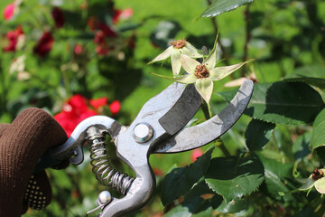 Eine Schere, die verblühte Rosen im Garten schneidet
