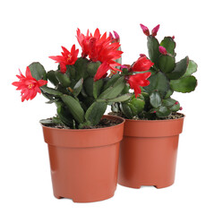 Beautiful blooming Schlumbergeras (Christmas or Thanksgiving cacti) on white background