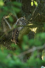Waldkauz in einem Baum schlafend, Strix aluco