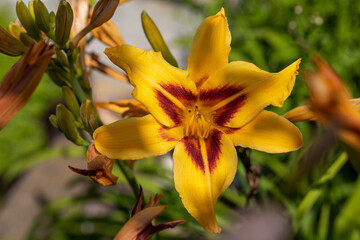 Fototapeta na wymiar orange lily flower with delicate petals in garden