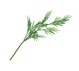 Fototapeta premium Sprig of fresh dill isolated on white