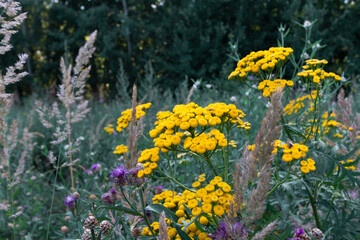 small yellow flowers against dark green grass, summer wild nature background 
