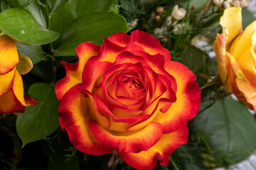 beautiful bouquet of colorful roses