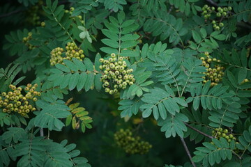 Vogelbeere oder Eberesche mit grünen Früchten, Sorbus aucuparia