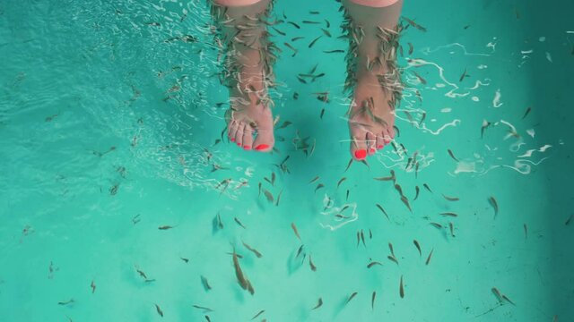 Female feet in aquarium with Red Garra Rufa fishes also known as Nibble or Doctor Fish. Spa attraction for tourists