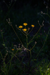 Close-up view of several yellow dandelion flower