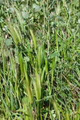 hordeum murinum, also known as wall barley or false barley grass plant.