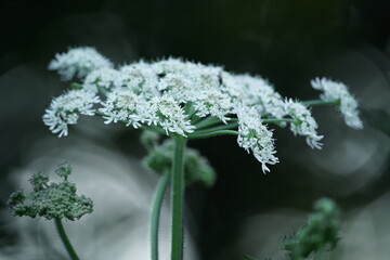 Blumen, Sommer und Garten in einer natürlichen Darstellung anhand von Details in einer Nahaufnahme