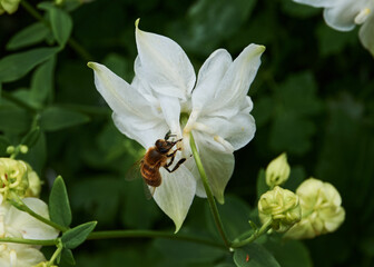Aquilegia white blooming flower with a bee on it close up