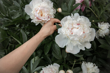 Close-up of a peony in the hands of a child.