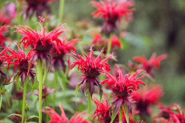 Scarlet beebalm, commonly known as bergamot or squaw, in flower