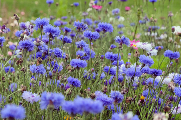 Blue cornflower 'Bachelor's button' in flower