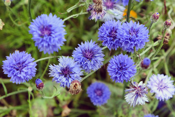 Blue cornflower 'Bachelor's button' in flower