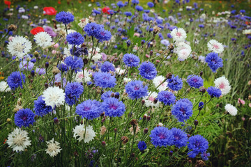 Obraz premium Blue and white cornflower 'Bachelor's button' in flower