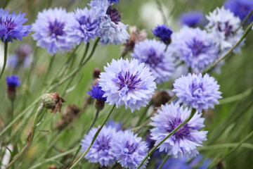 Pale blue cornflower 'Bachelor's button' in flower