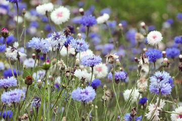 Fototapeta premium Pale blue cornflower 'Bachelor's button' in flower