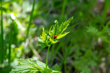 ladybug sits on a green leaf on a sunny summer day