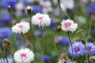 White and pink cornflower 'Bachelor's button' in flower