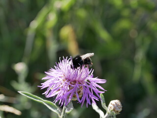 A large black bumblebee collects nectar on a cornflower flower on a sunny summer day. A useful hymenopteran insect in its natural environment.