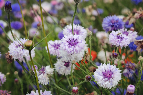 White and purple cornflower 'Bachelor's button' in flower