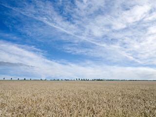 Grain field, Flevoland province, The Netherlands