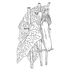 Vector cucumbers illustration. Hand drawn illustration of cucumbers on a branch with leaves, organic food. Botanical illustration, isolated on white background