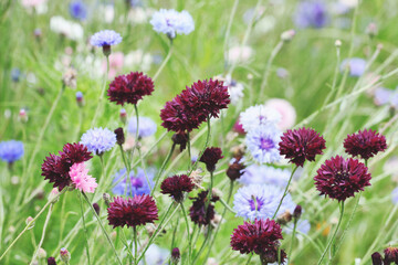  Dark crimson cornflower 'Black Ball' in flower