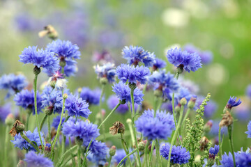 Blue cornflower 'Bachelor's button' in flower