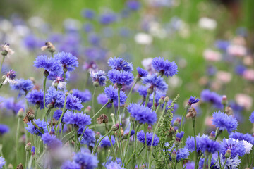 Blue cornflower 'Bachelor's button' in flower