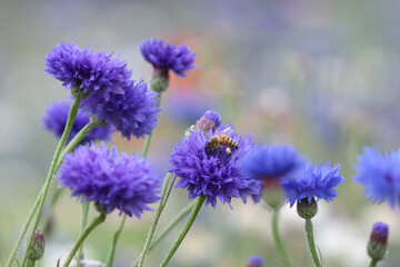 Obraz premium Blue cornflower 'Bachelor's button' in flower