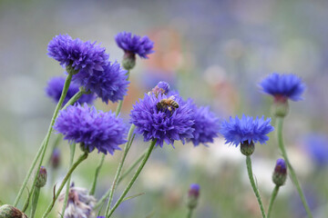 Fototapeta premium Blue cornflower 'Bachelor's button' in flower