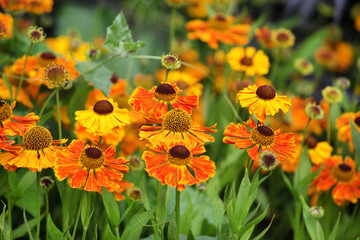 Helenium sneezeweed 'waltraut' in flower