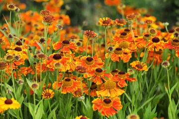 Helenium sneezeweed 'waltraut' in flower