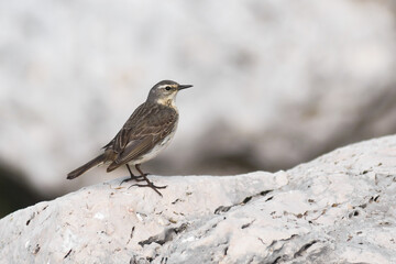 Spioncello (Anthus spinoletta) su roccia in primo piano su sfondo chiaro