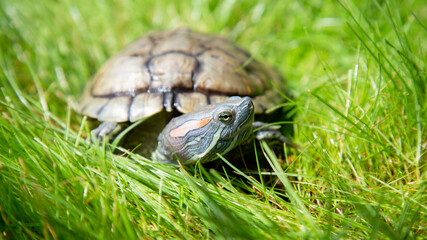  Trachemys scripta elegans Red eared slider sits on the lawn.