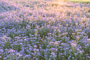 Obraz premium Field of purple flowers at sunrise, rural landscape