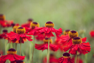 Helenium sneezeweed 'Sahin's Early Flowerer' in flower