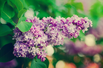 Spring lilac flowers