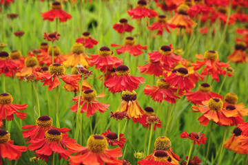 Helenium sneezeweed 'Sahin's Early Flowerer' in flower