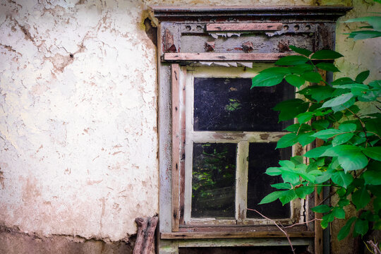 Dirty wooden window of an old house. A crumbling house with cracks and holes. Young green tree near the window. Mazanka. An old Slavic house made of clay and straw. Empty space for your text or design