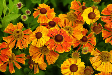 Helenium sneezeweed 'waltraut' in flower