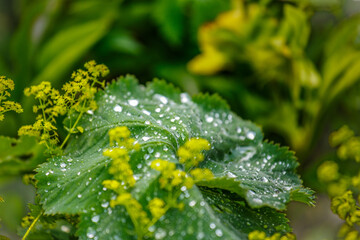 Dew drops on leaf