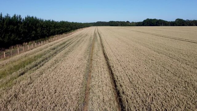 4K drone vide flying low over the top of tractor lines in a field of wheat