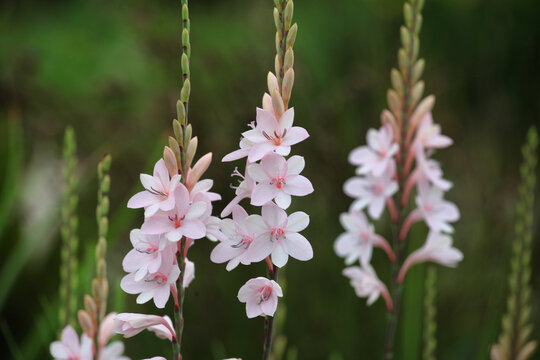 White and pink coloured table mountain watsonia in flower