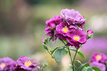 Purple Rosa Rhapsody in Blue 'frantasia' in flower
