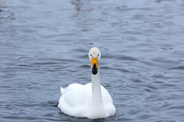 Fototapeta premium Whooper swan wintering on the thermal lake Svetloe (Lebedinoe), Altai Territory, Russia