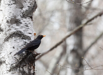 A male blackbird sits on a branch in spring