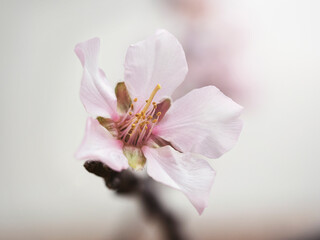 Una flor de cerezo vista desde cerca