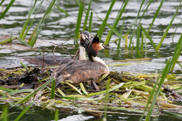 Great crested Grebe sits on a nest